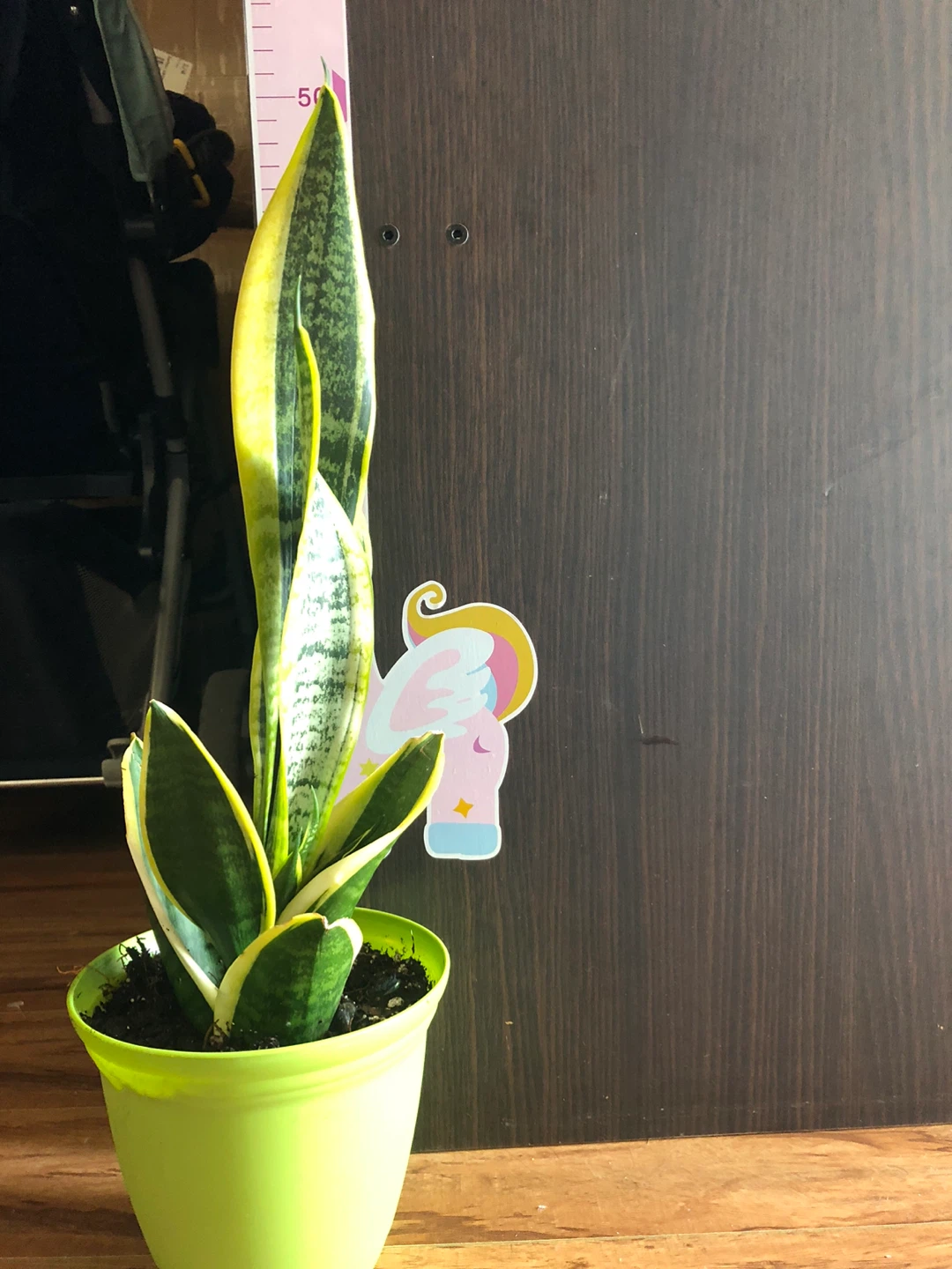 Snake Plant in Green Pot