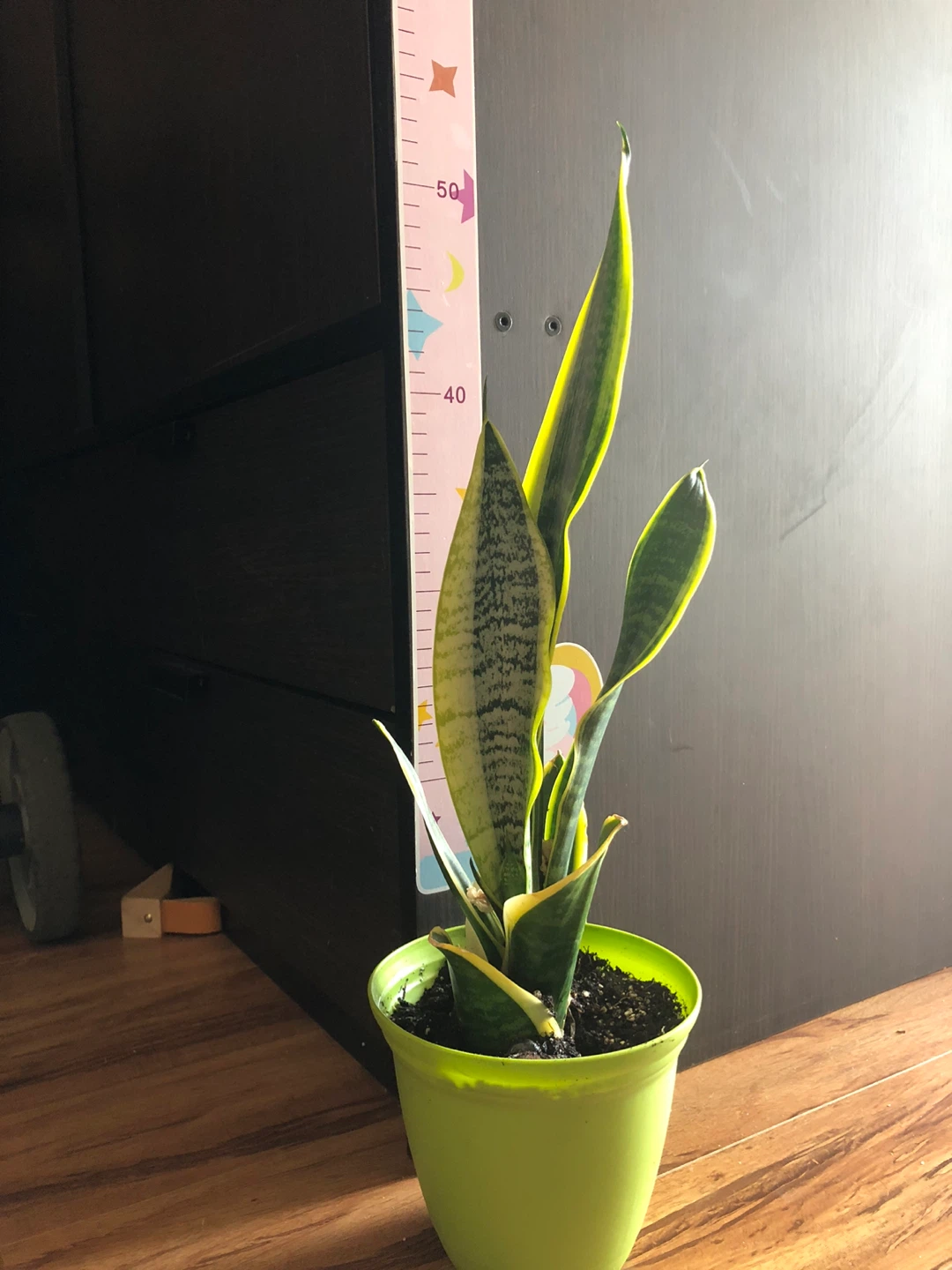 Snake Plant in Green Pot - photo 4
