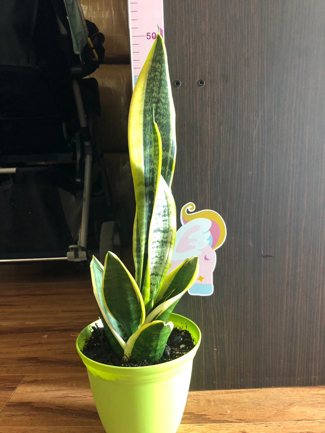 Snake Plant in Green Pot - photo 3