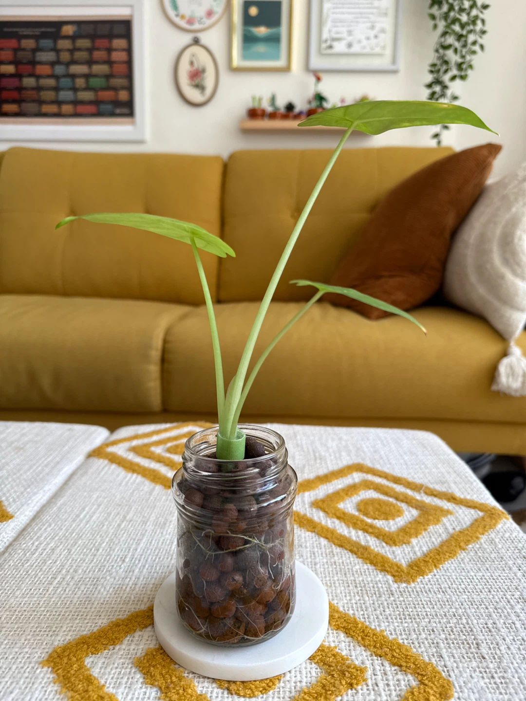 *UPDATED-3-Leaf Alocasia Plant in Glass Jar