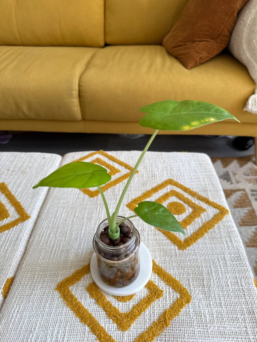 *UPDATED-3-Leaf Alocasia Plant in Glass Jar - photo 2