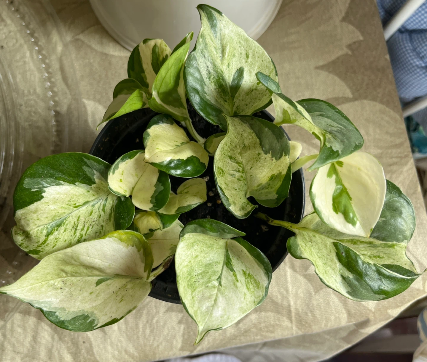 Pothos Manjula Plant in Black Pot