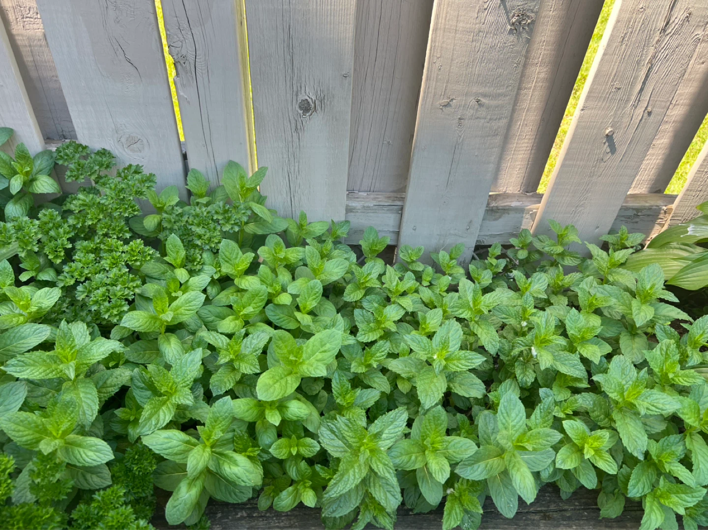 Fresh Mint Plant - photo 2
