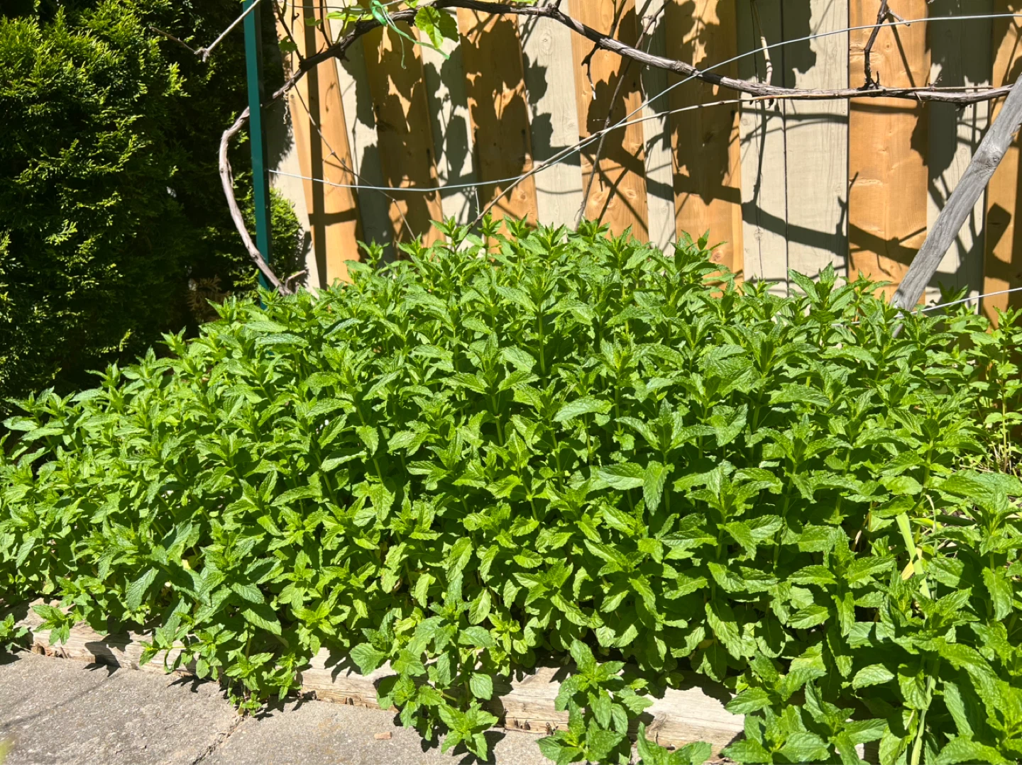 Fresh Mint Plant