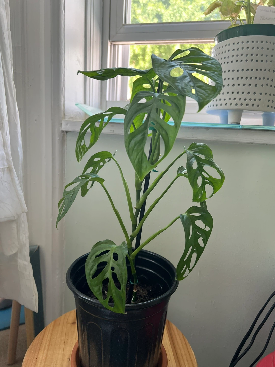Monstera Adansonii Houseplant - photo 3