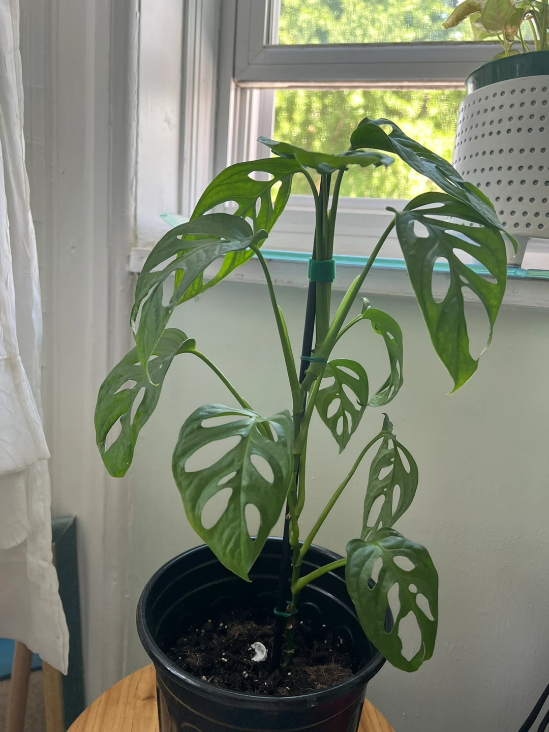 Monstera Adansonii Houseplant - photo 4