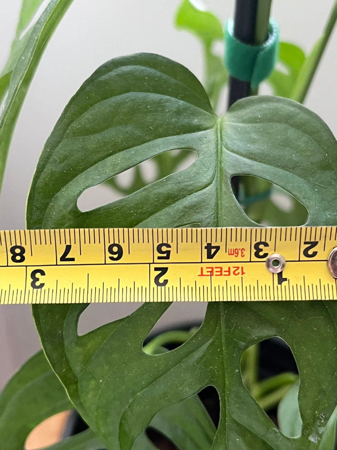Monstera Adansonii Houseplant - photo 5