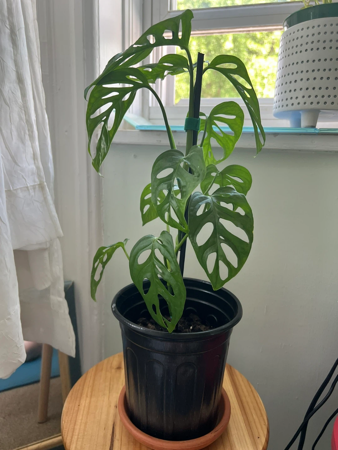 Monstera Adansonii Houseplant - photo 2
