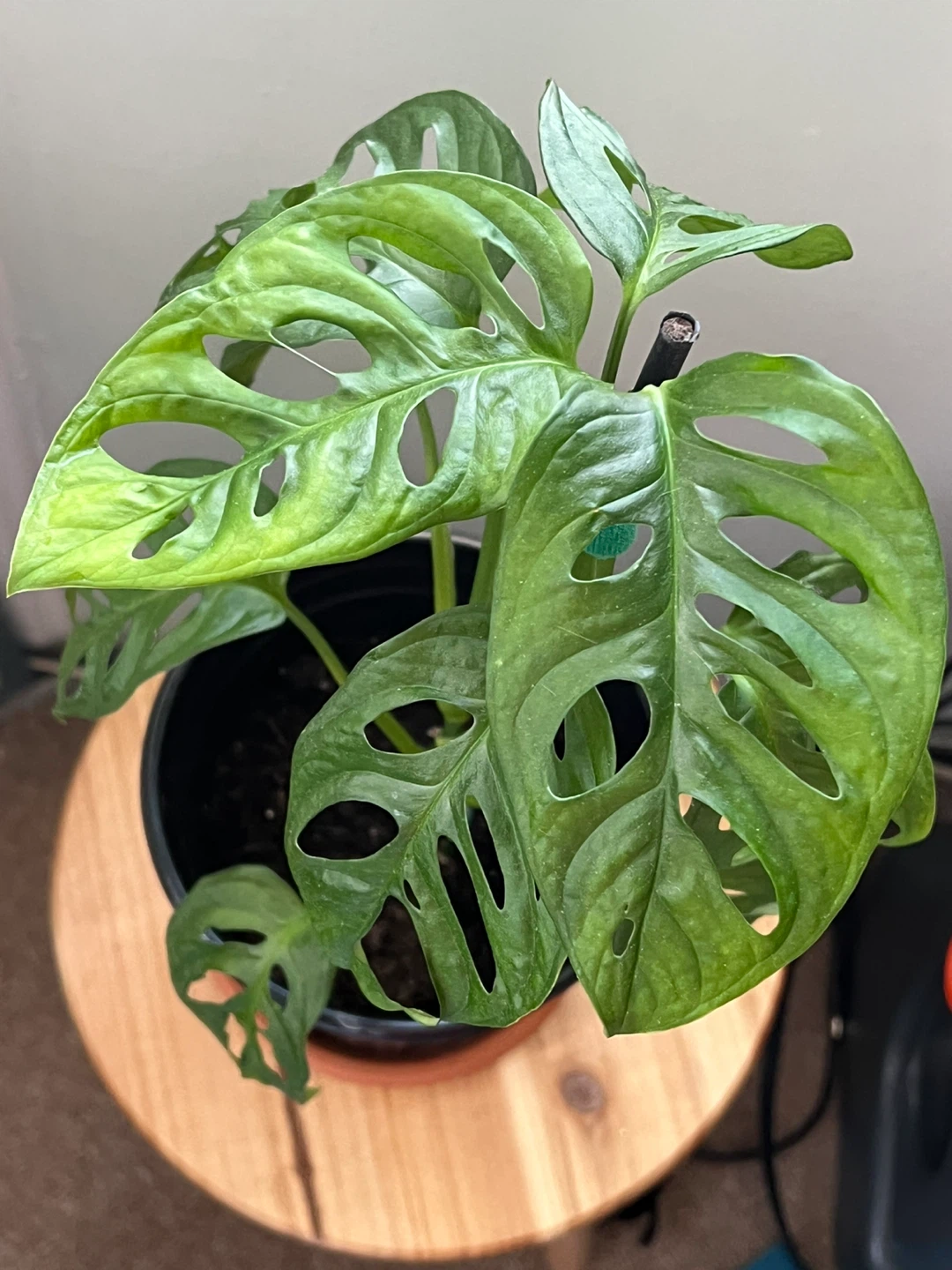 Monstera Adansonii Houseplant