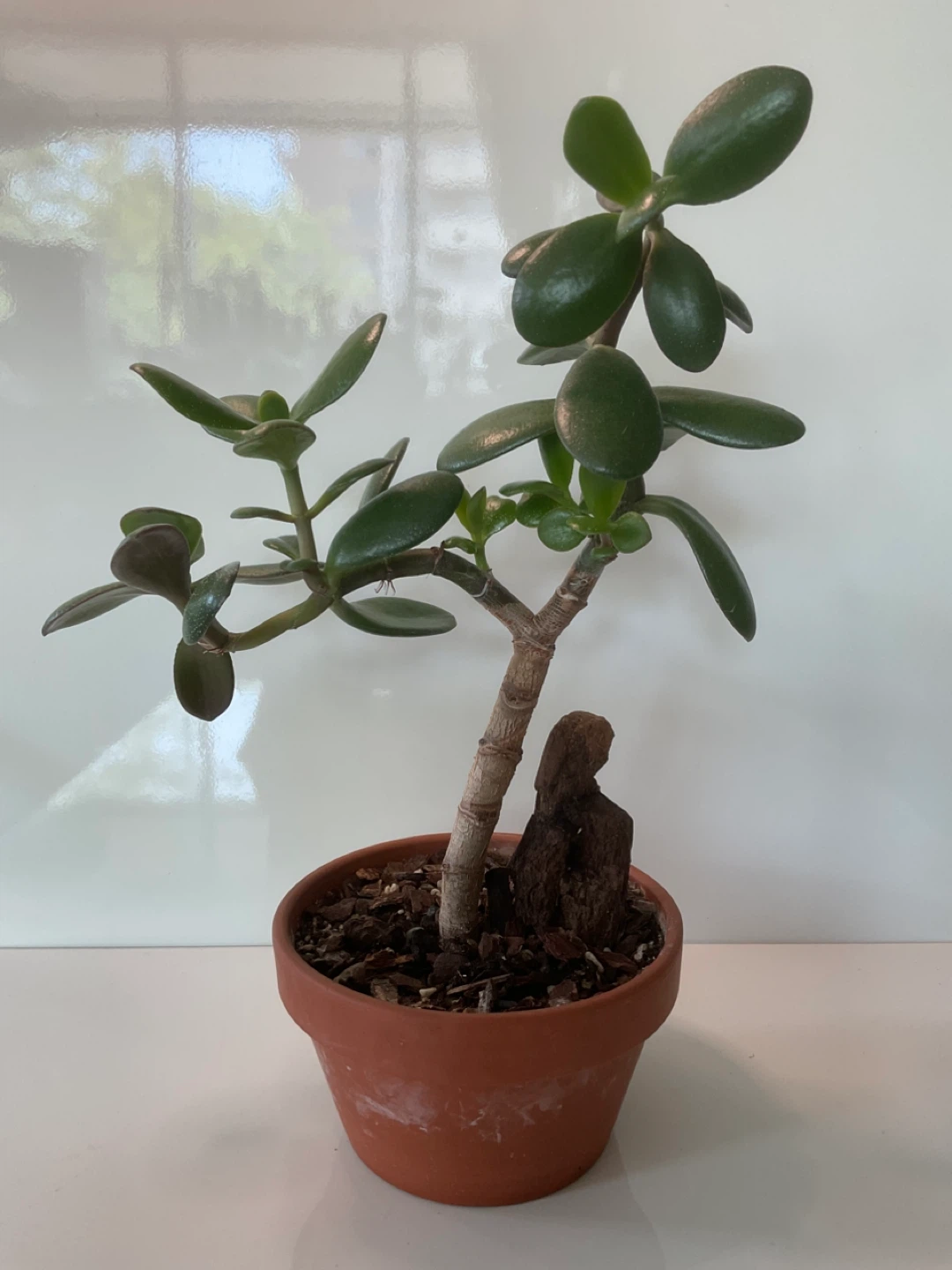 Jade Bonsai in Terracotta Pot