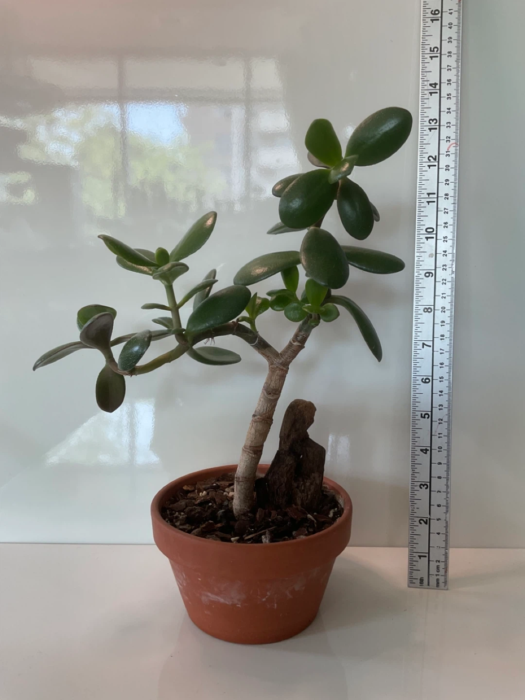 Jade Bonsai in Terracotta Pot - photo 2