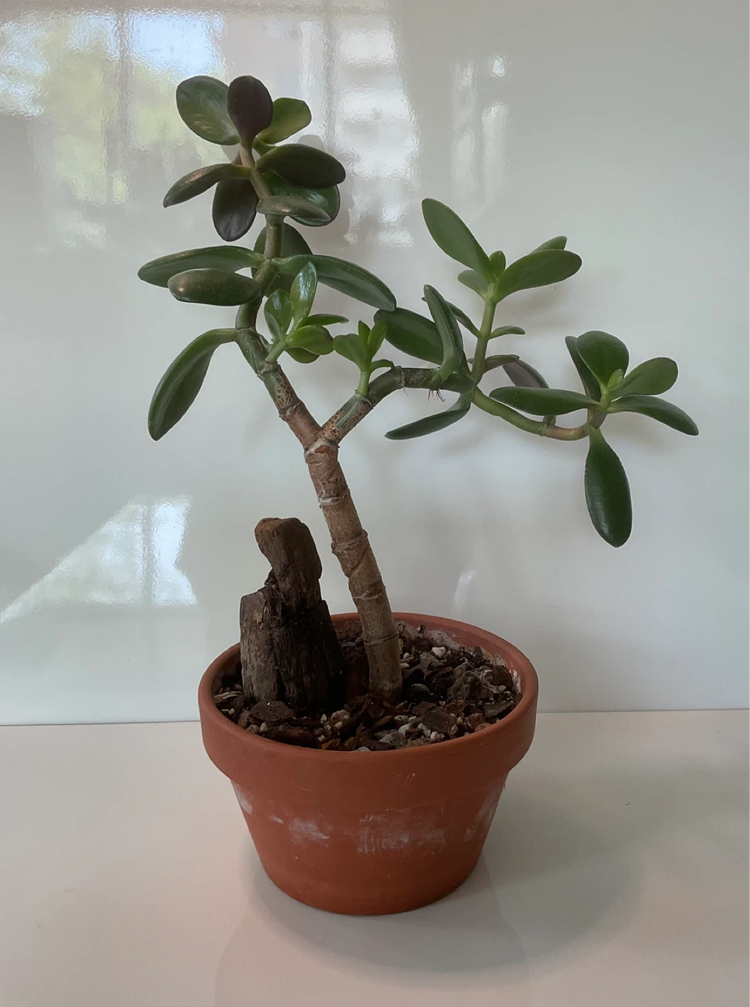Jade Bonsai in Terracotta Pot - photo 3