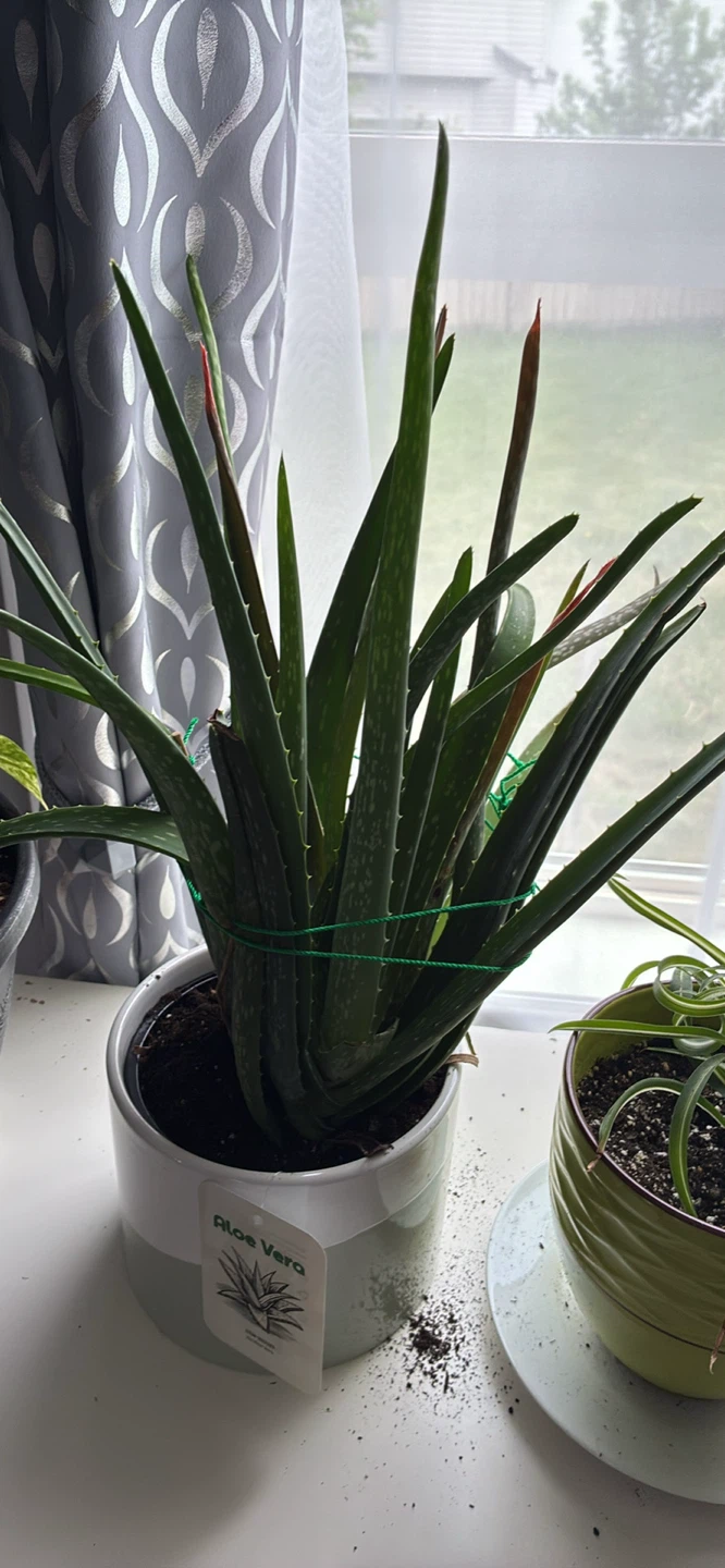 Aloe Vera Plant in Pot