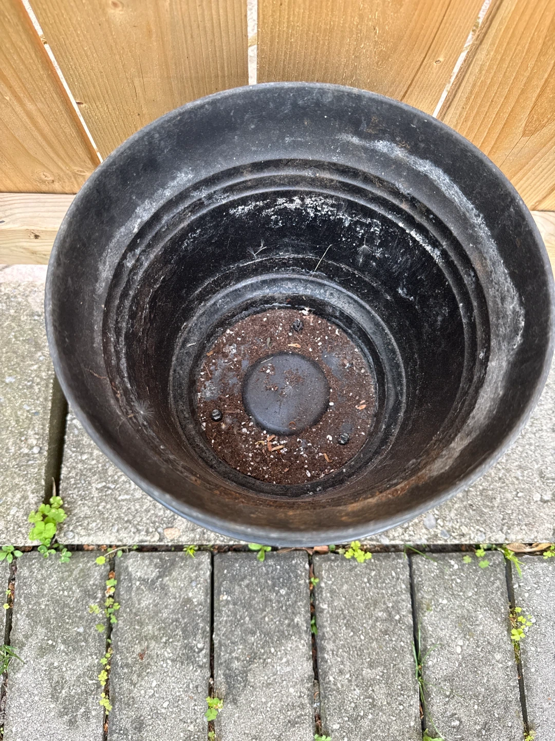 Free Set of 4 Black Plastic Plant Pots - photo 2