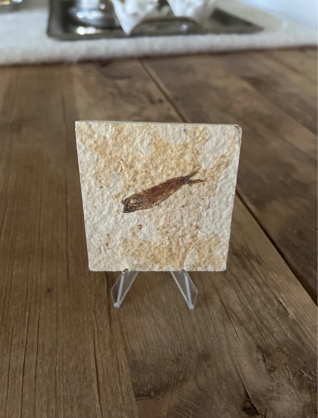 Fossils - photo 4