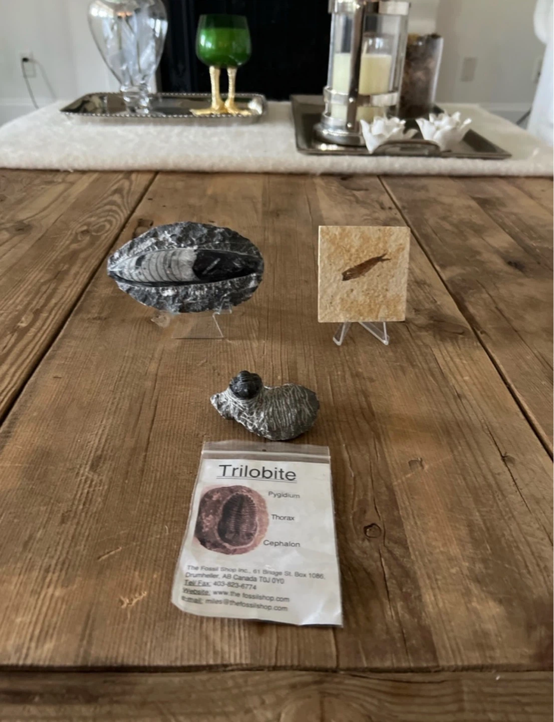Fossils