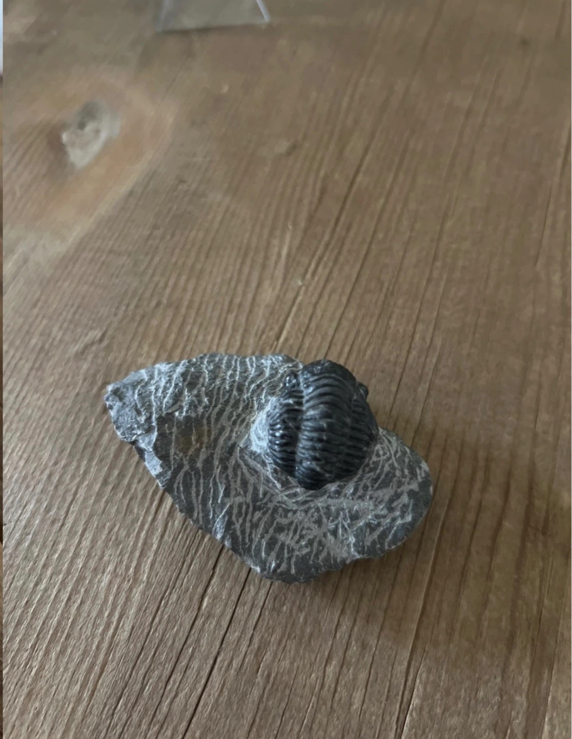 Fossils - photo 5