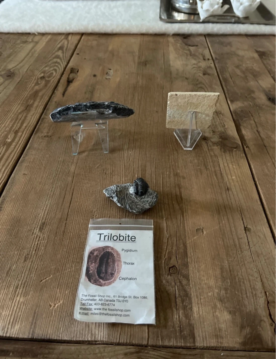 Fossils - photo 2