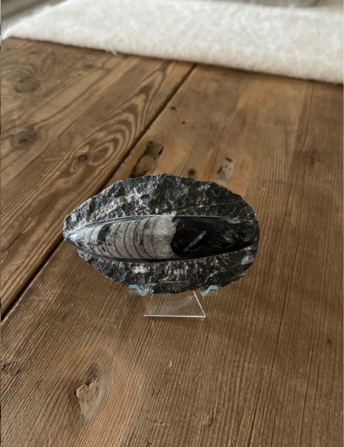 Fossils - photo 3