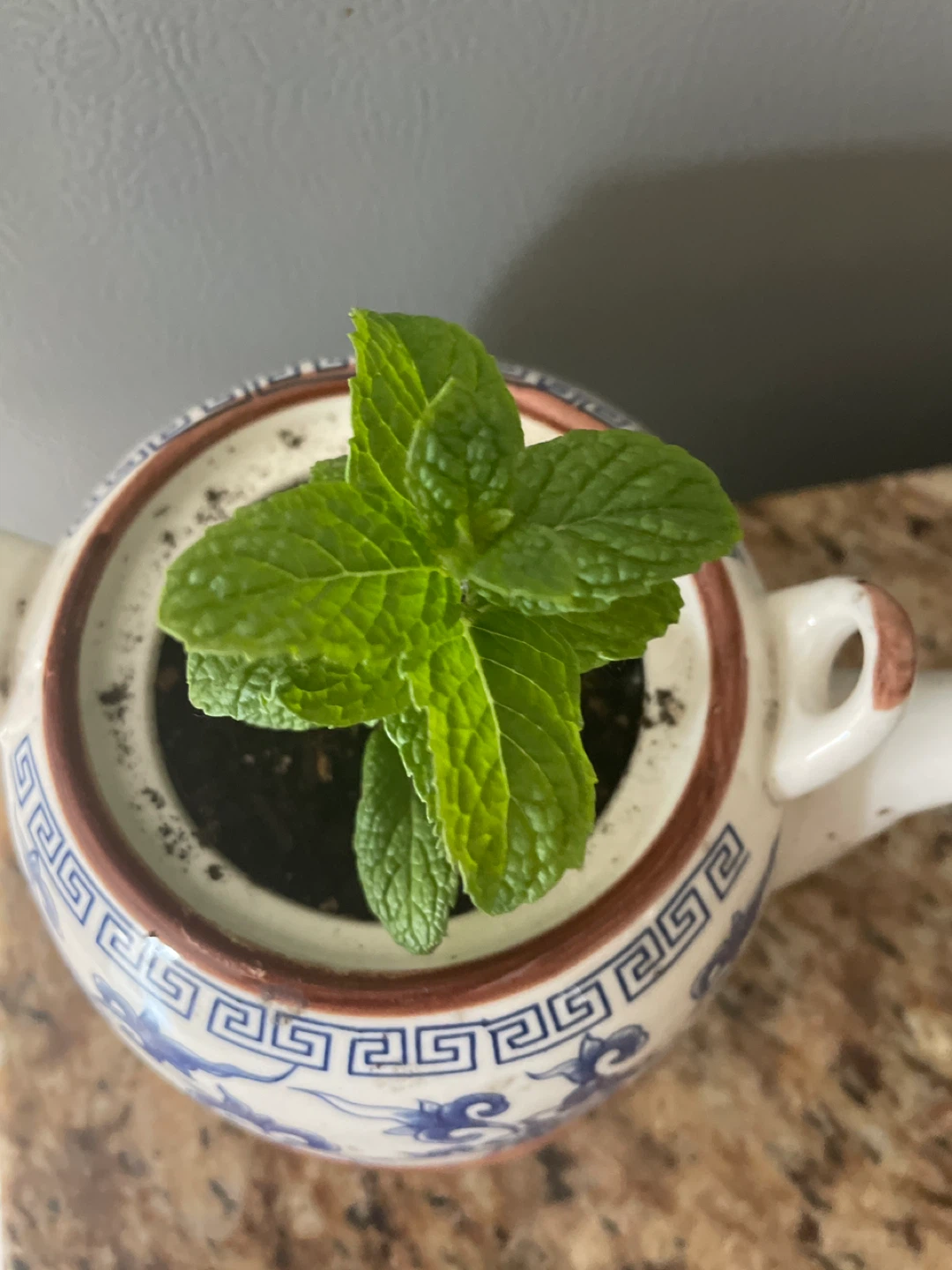 Decorative Tea Pot Planter with Mint Plant - photo 2