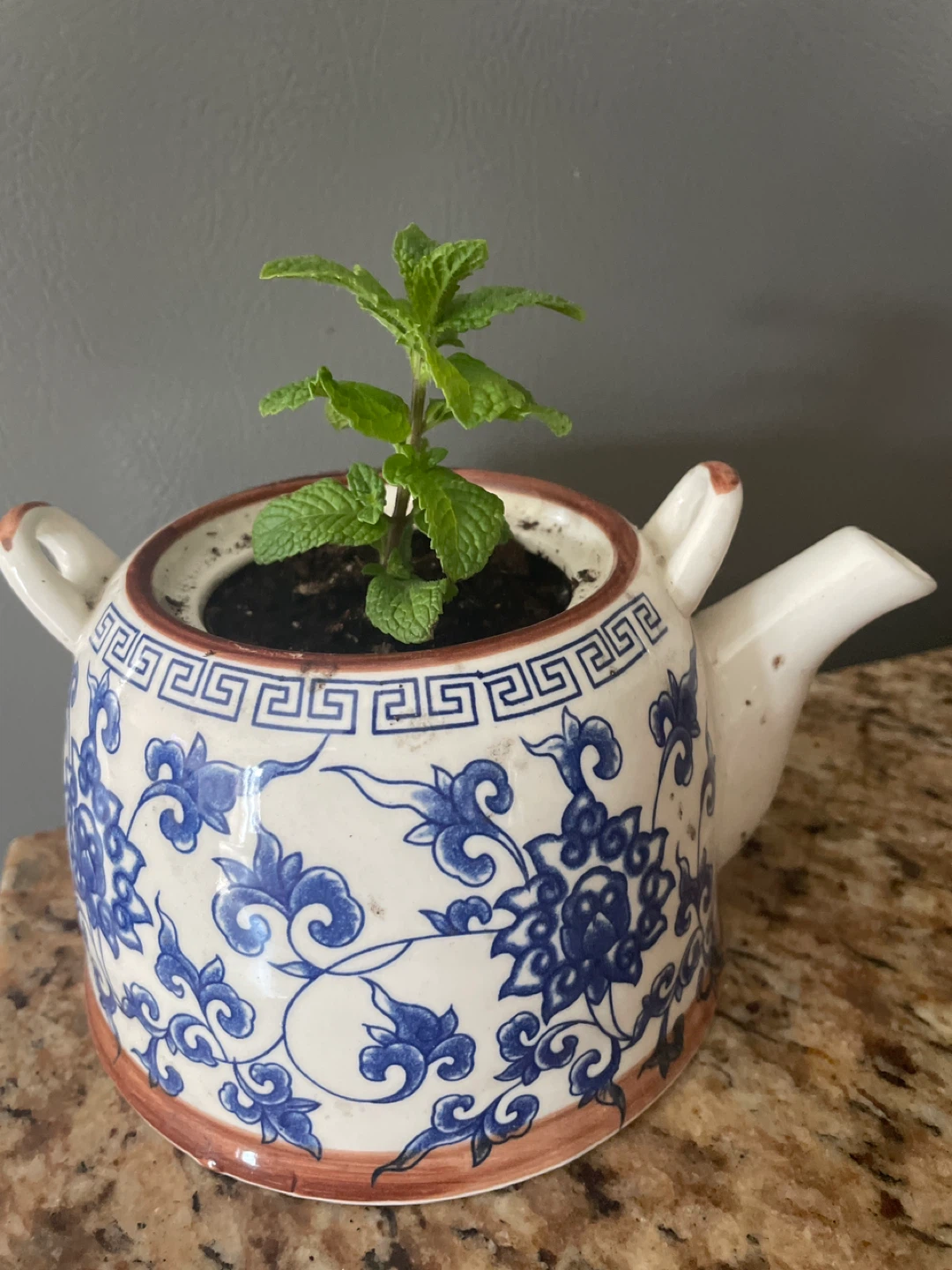 Decorative Tea Pot Planter with Mint Plant