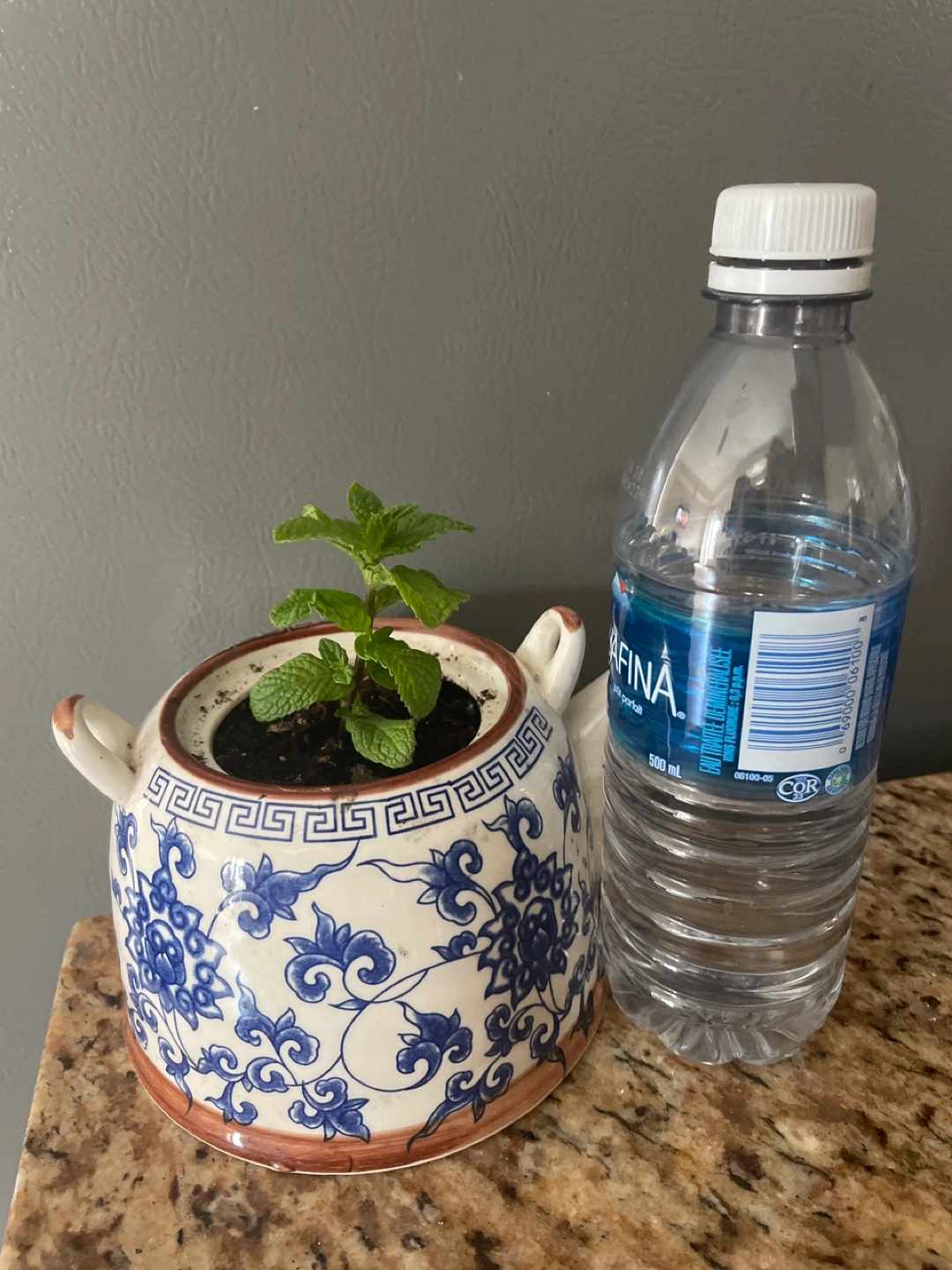 Decorative Tea Pot Planter with Mint Plant - photo 3