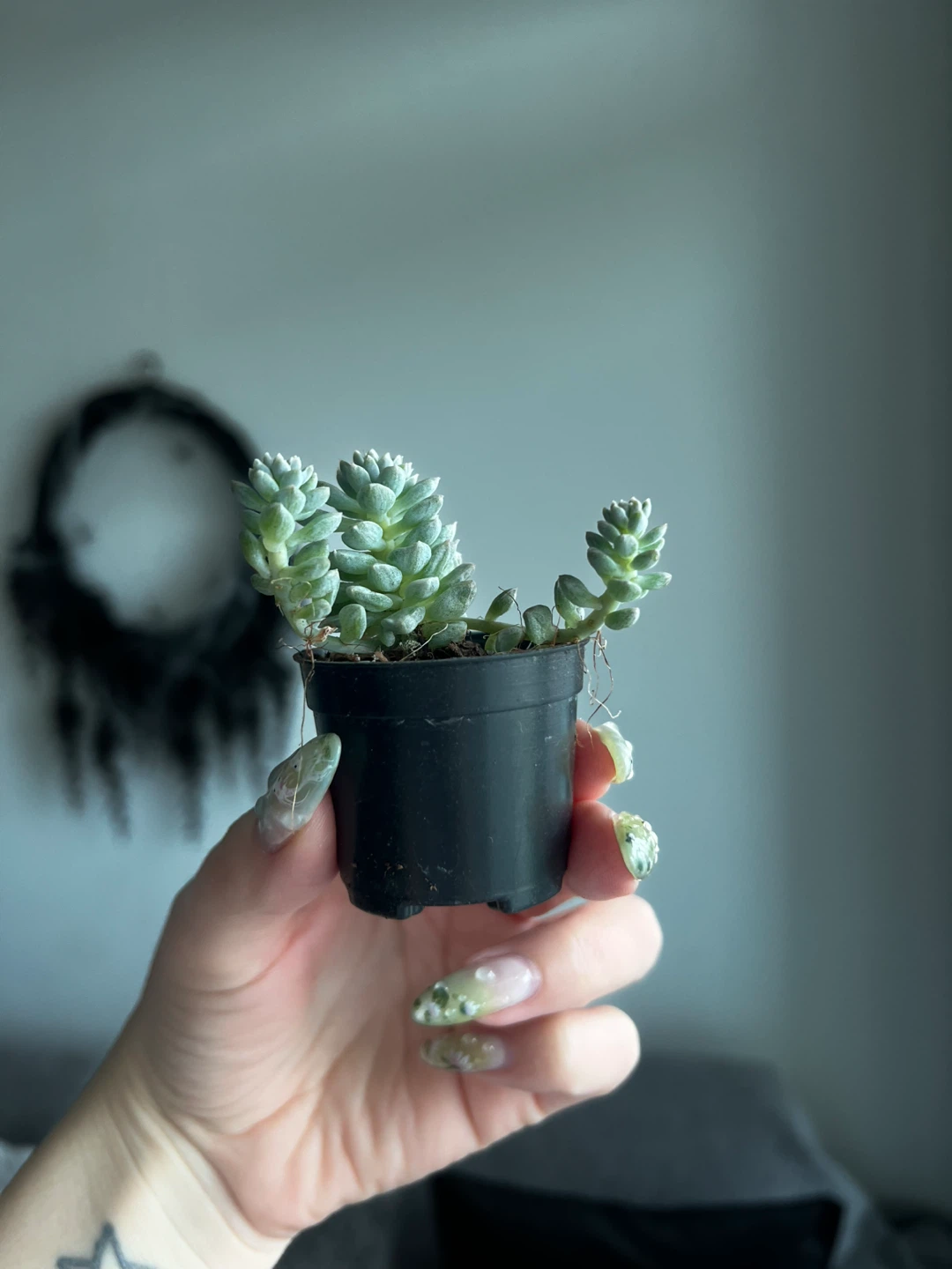 Small Echeveria Succulent Plant in Pot 🪴 - photo 2