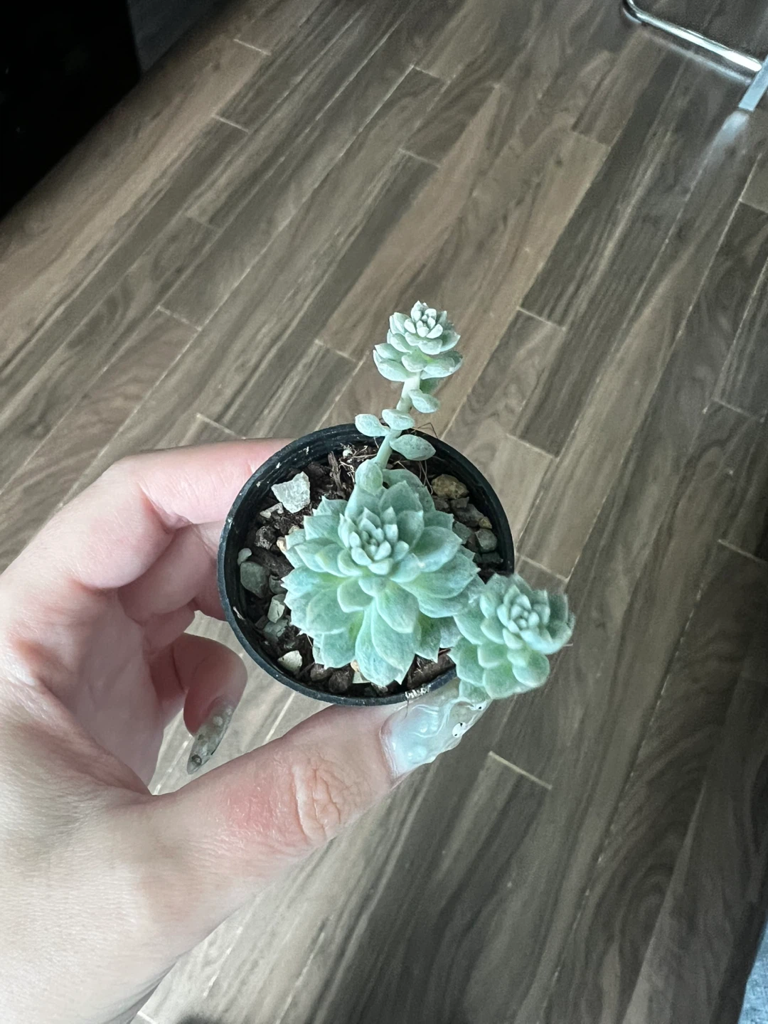 Small Echeveria Succulent Plant in Pot 🪴