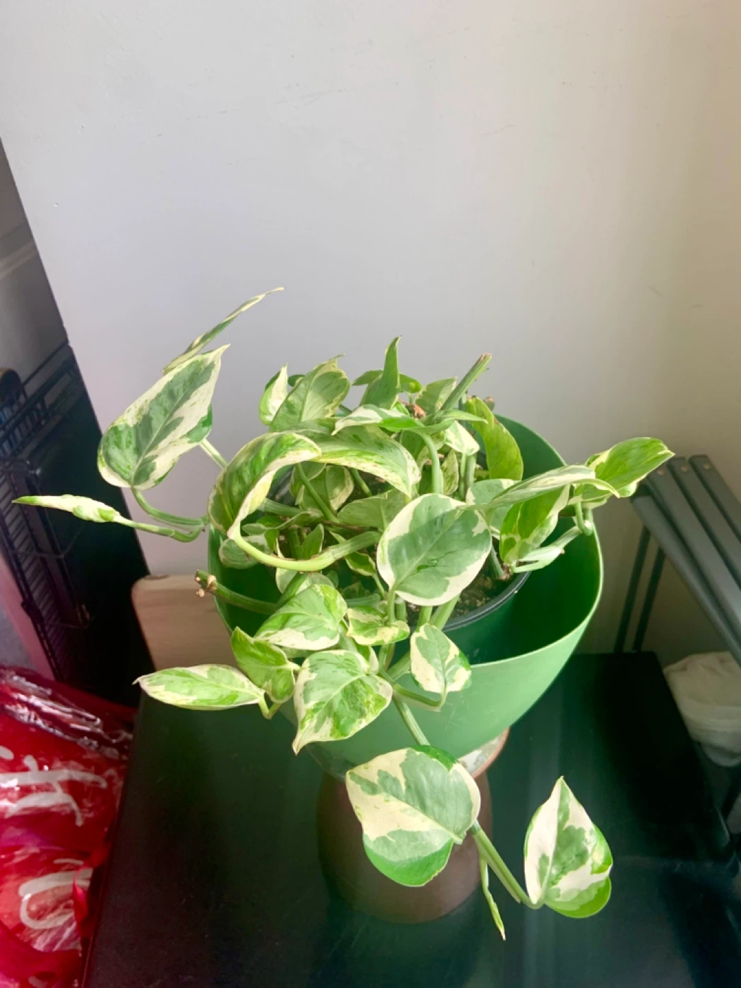 Jade Pothos Plant in Green Pot - photo 2