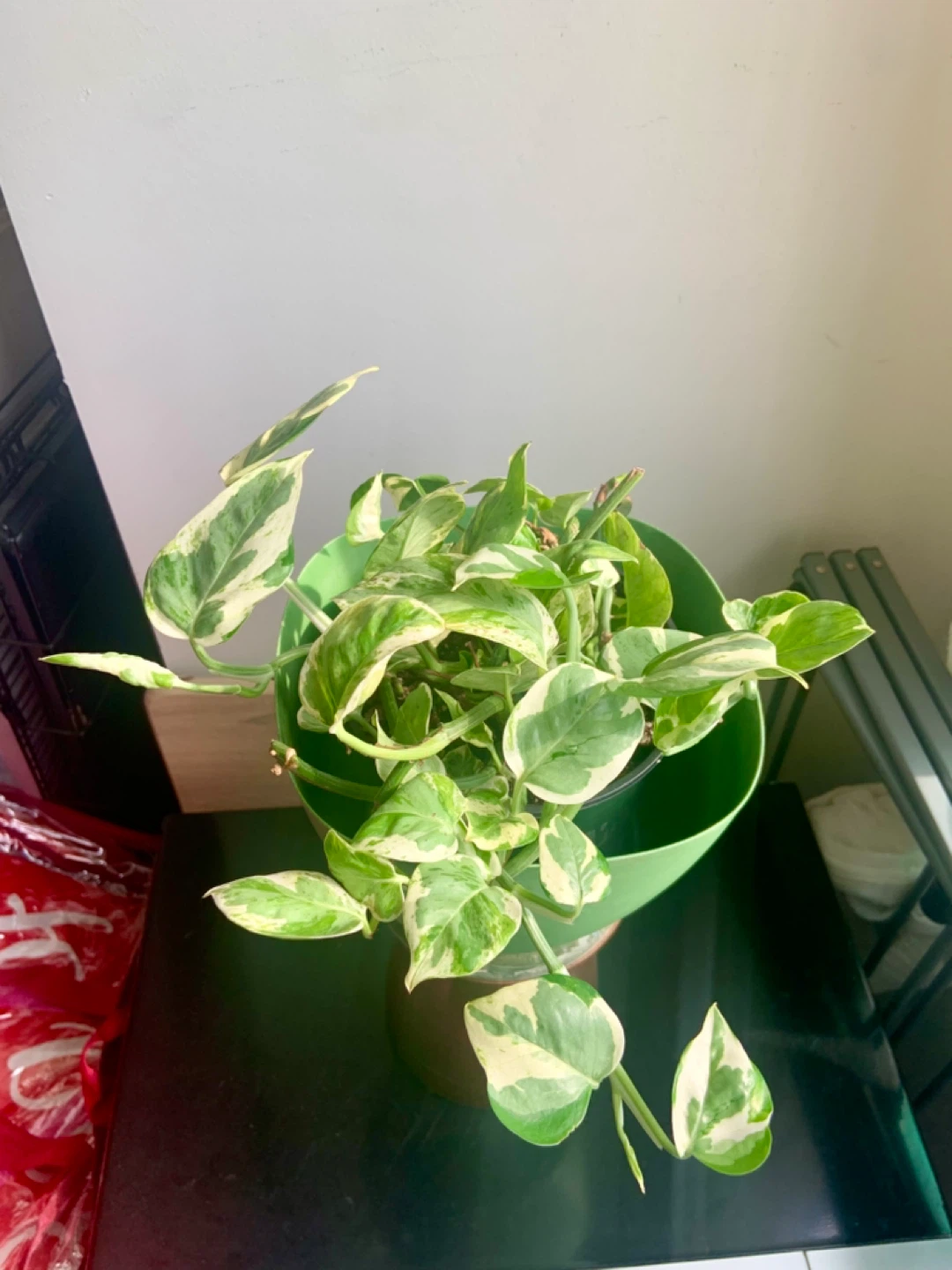 Jade Pothos Plant in Green Pot