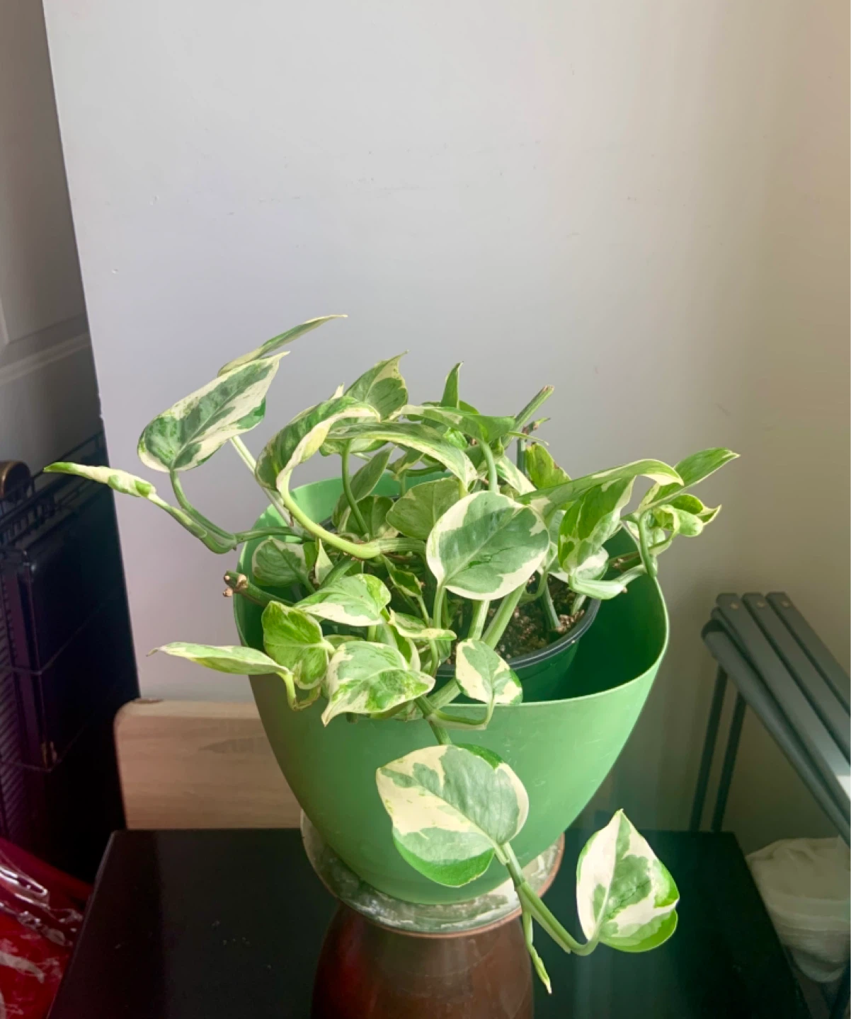 Jade Pothos Plant in Green Pot - photo 3