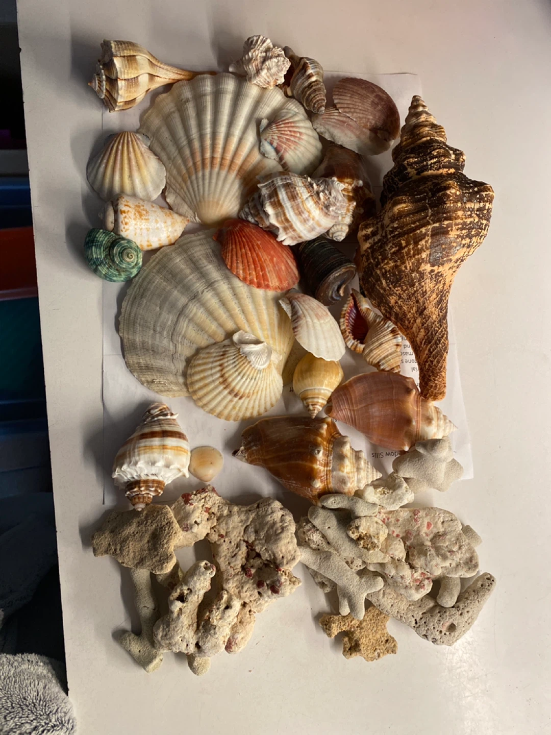 Assorted Seashells and Coral Pieces