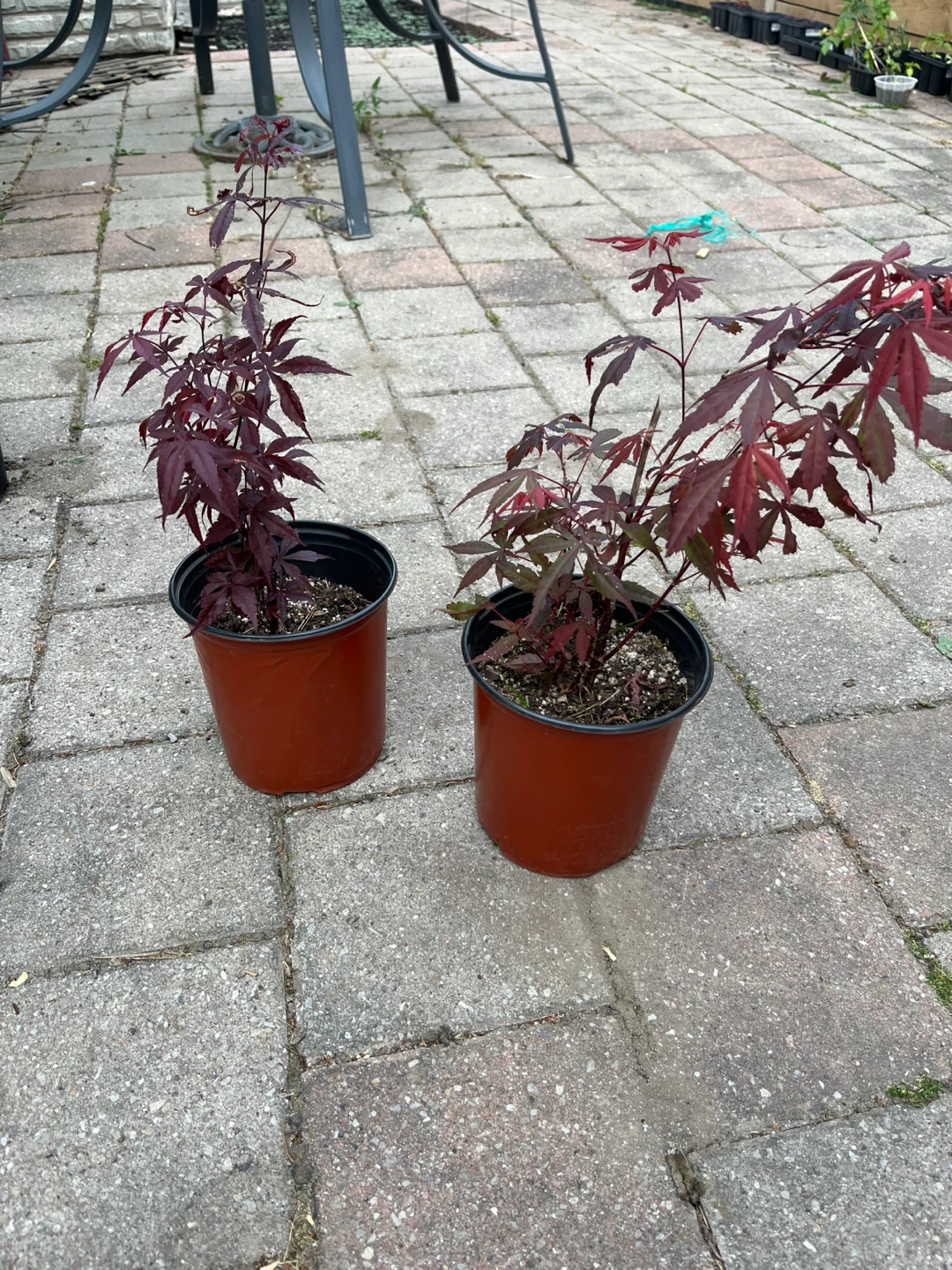 Japanese Maple tree