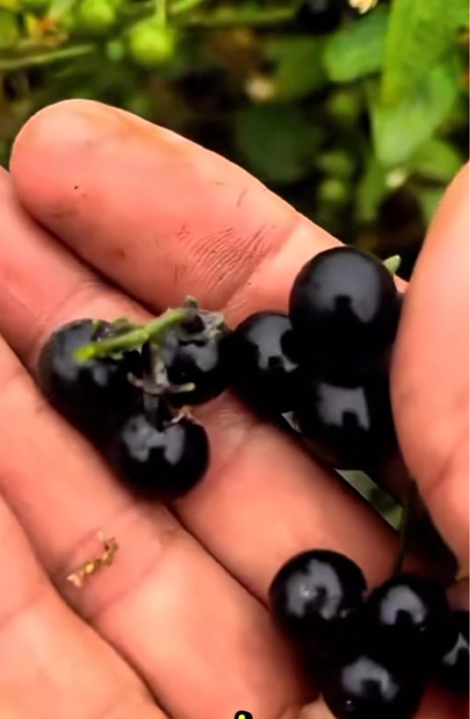 Nightshade Plant with Berries  hierba mora