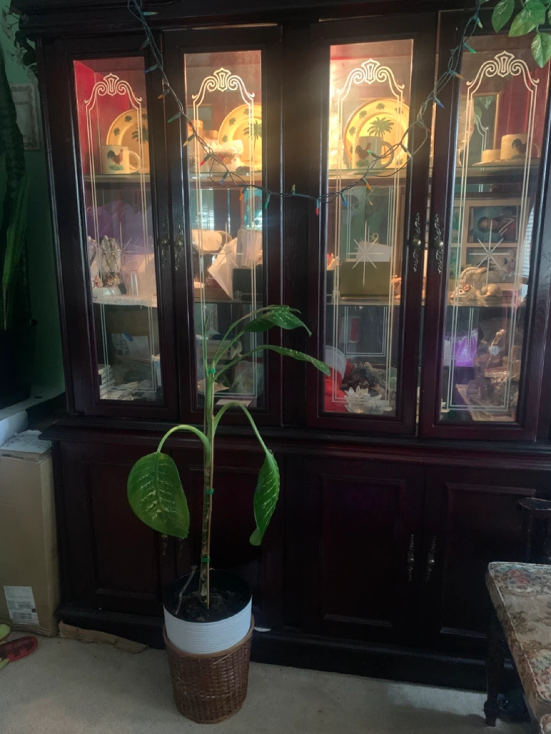 Dark Red Wood China Cabinet Glass Doors with built in lights