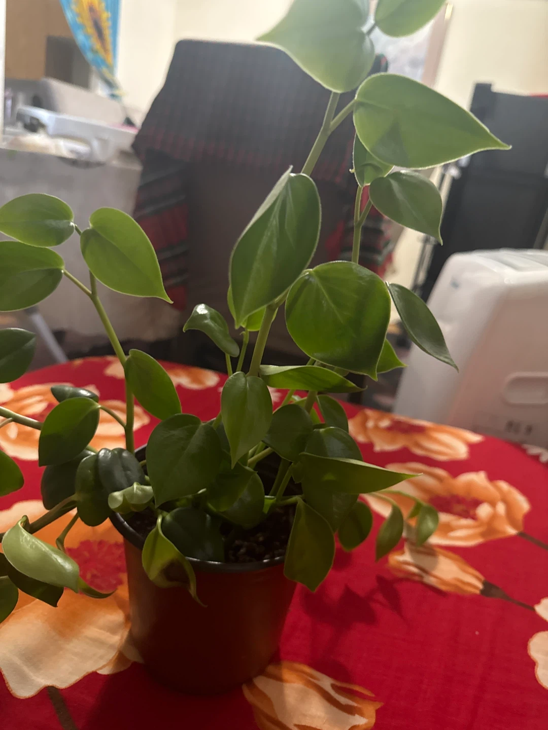 Houseplant Trailling zade in red pot