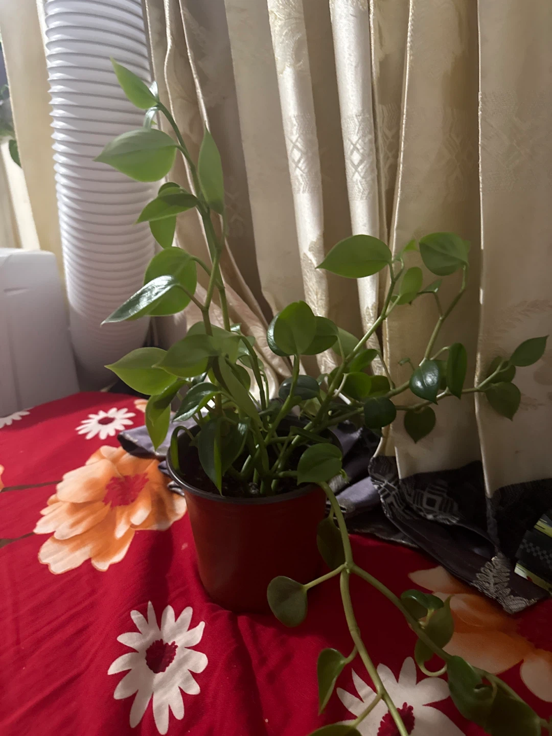 Houseplant Trailling zade in red pot - photo 2