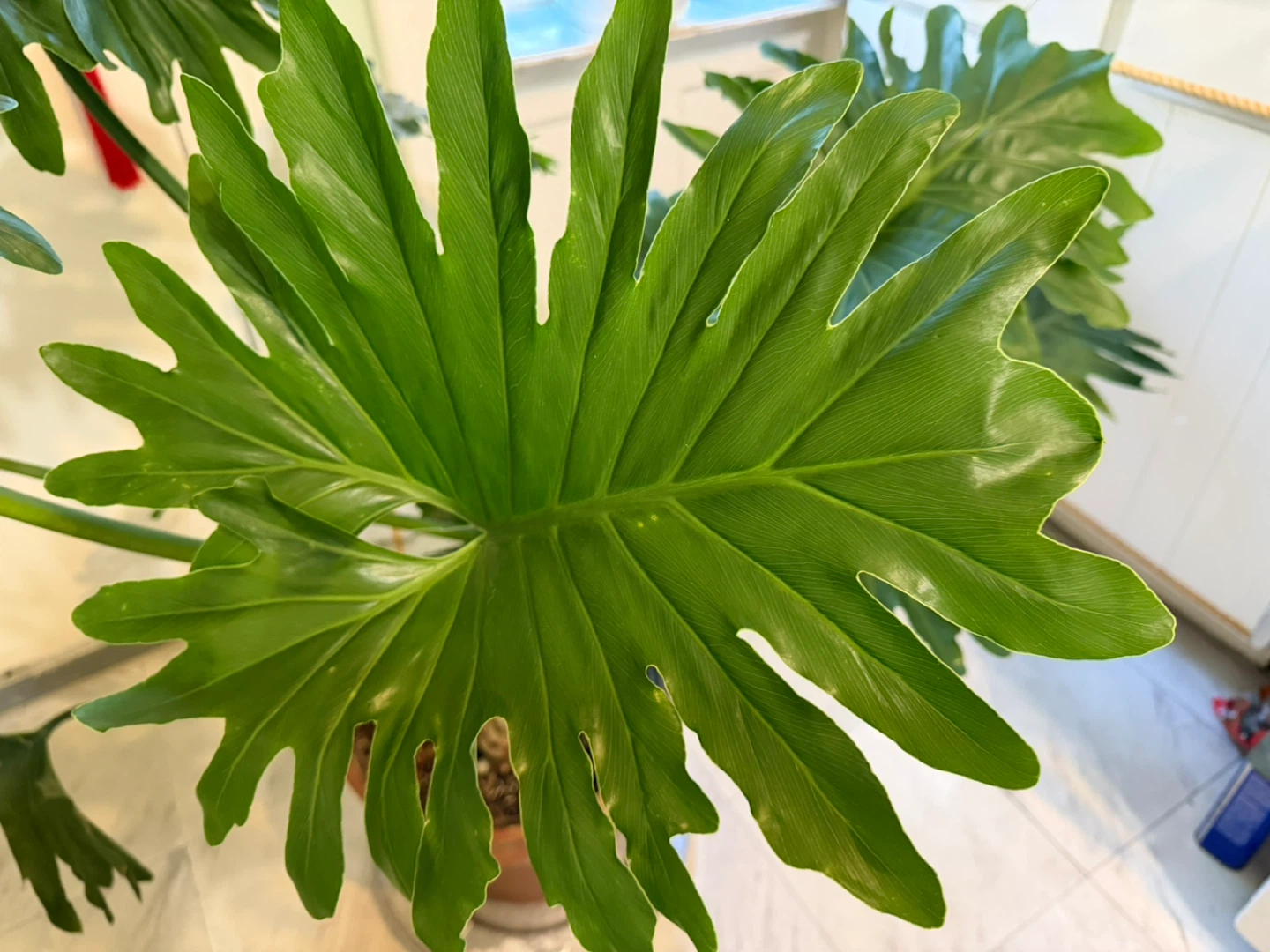 Huge  Philodendron Selloum Plant in 15” Terracotta Pot - photo 4