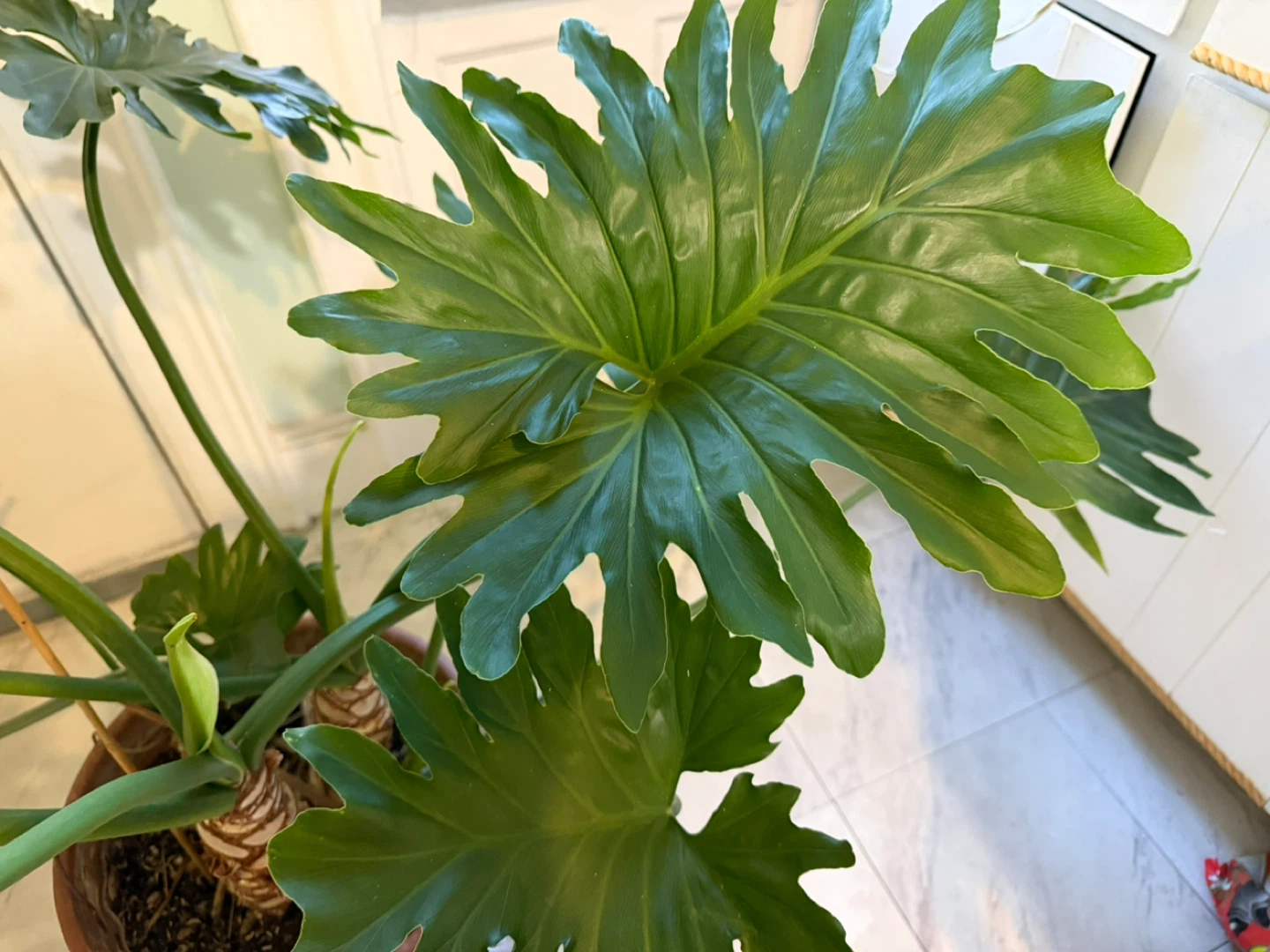 Huge  Philodendron Selloum Plant in 15” Terracotta Pot - photo 5
