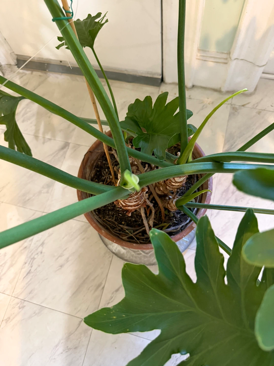 Huge  Philodendron Selloum Plant in 15” Terracotta Pot - photo 3