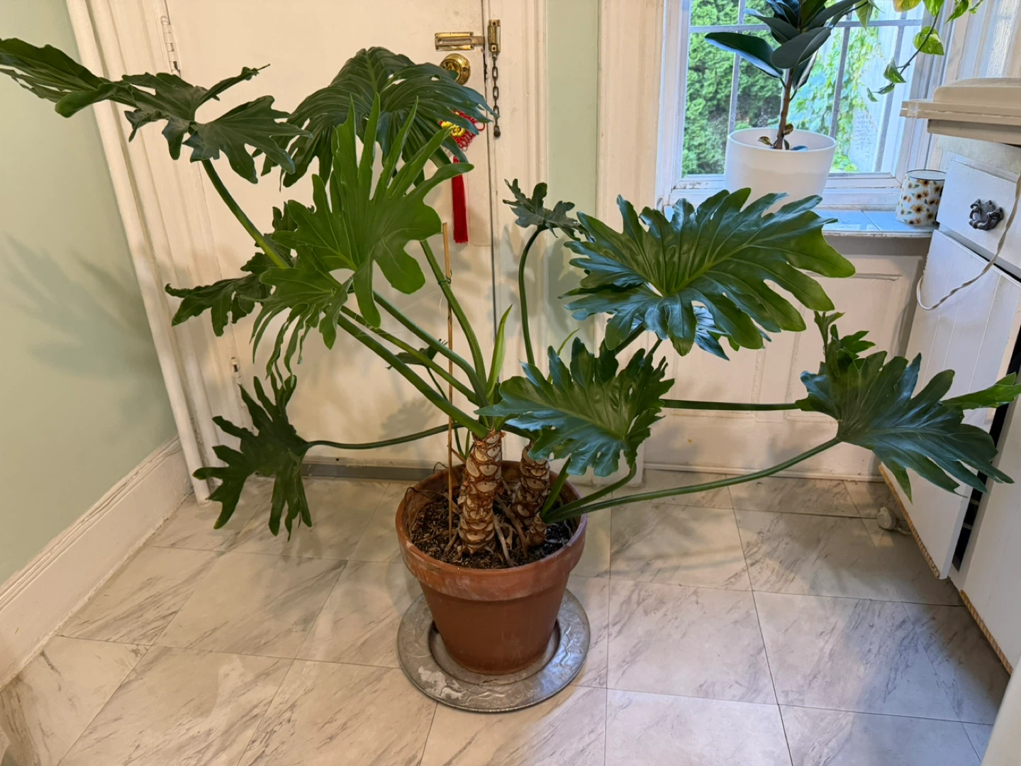 Huge  Philodendron Selloum Plant in 15” Terracotta Pot - photo 2