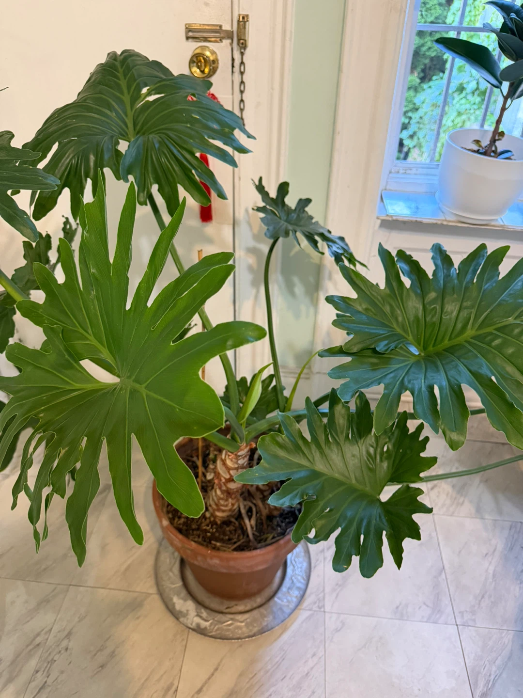Huge  Philodendron Selloum Plant in 15” Terracotta Pot