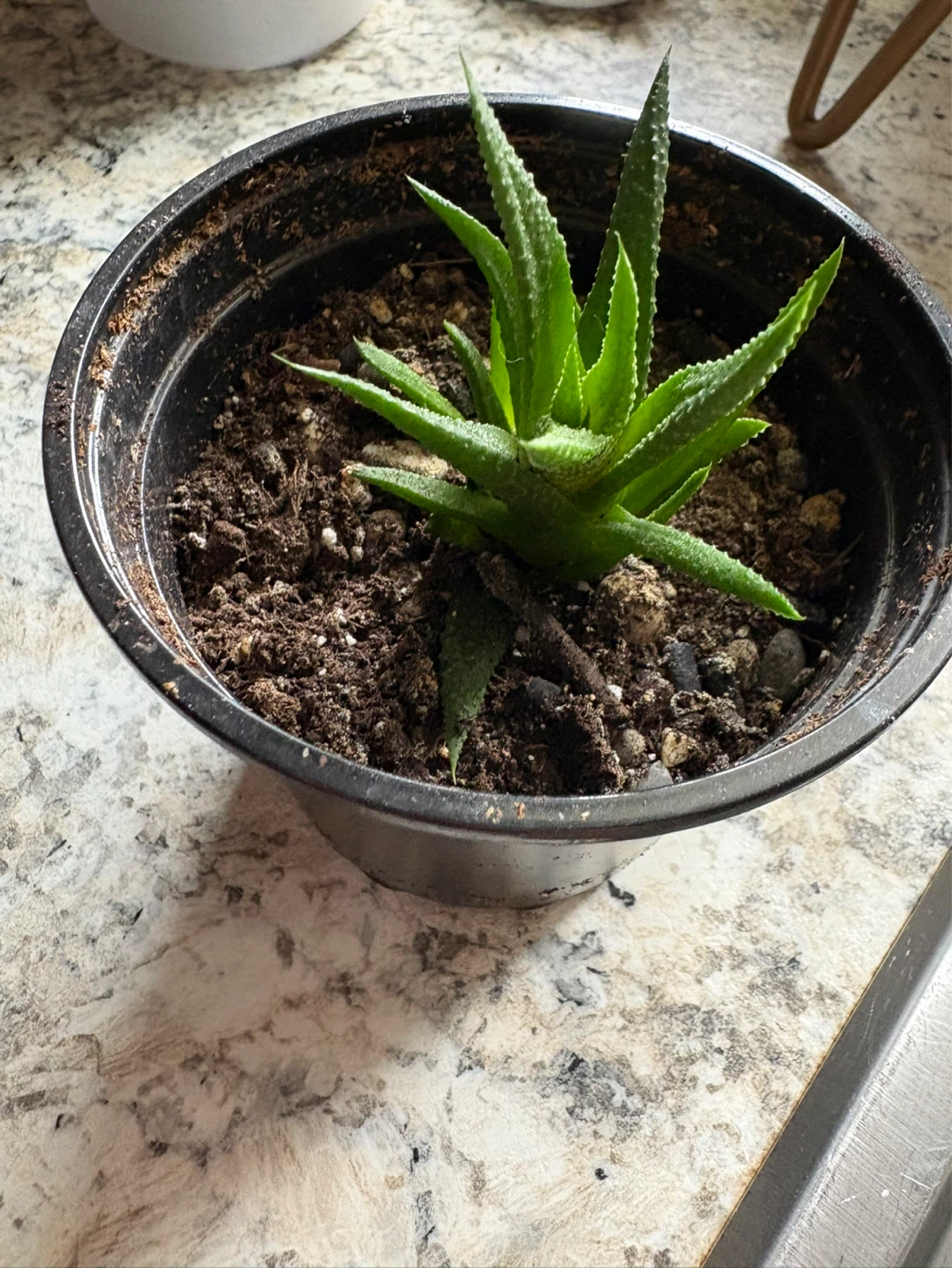 Succulent plant in black pot