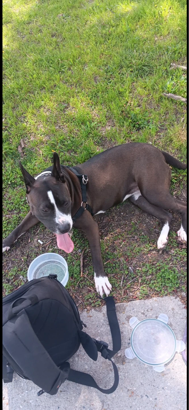 Black and White Pitbull Mix Dog - photo 4