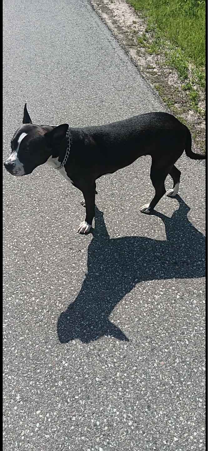 Black and White Pitbull Mix Dog - photo 3