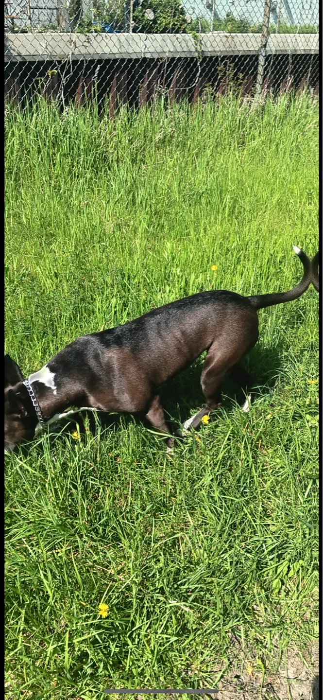 Black and White Pitbull Mix Dog