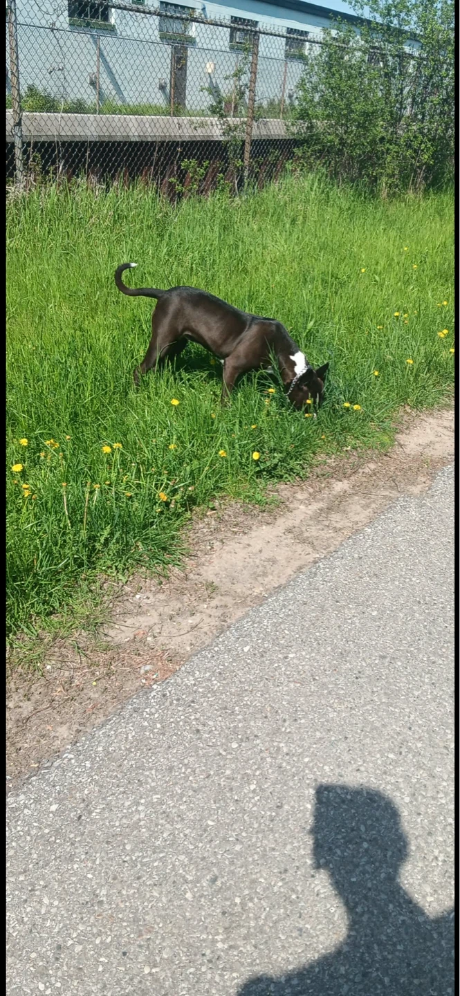 Black and White Pitbull Mix Dog - photo 2