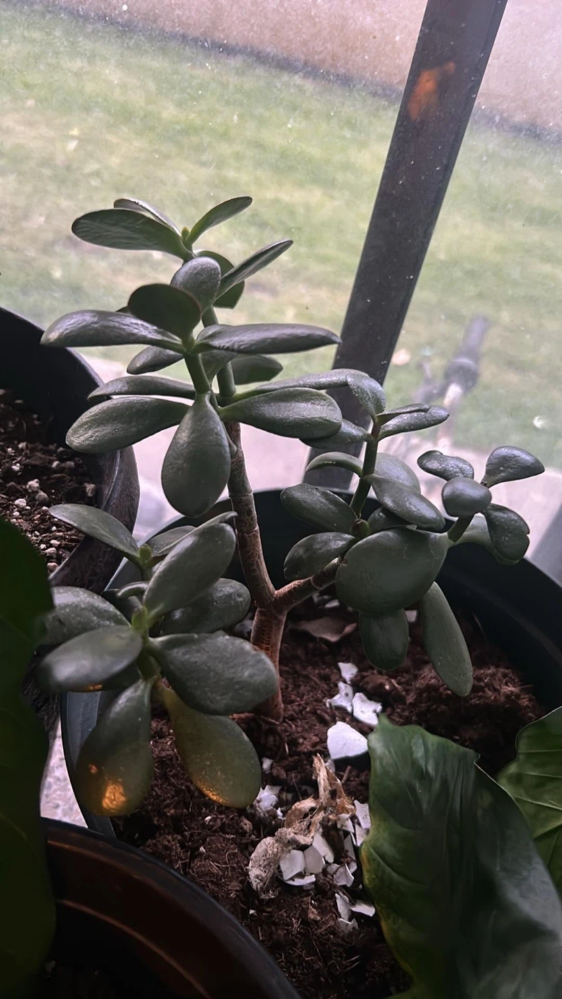 Jade Plant