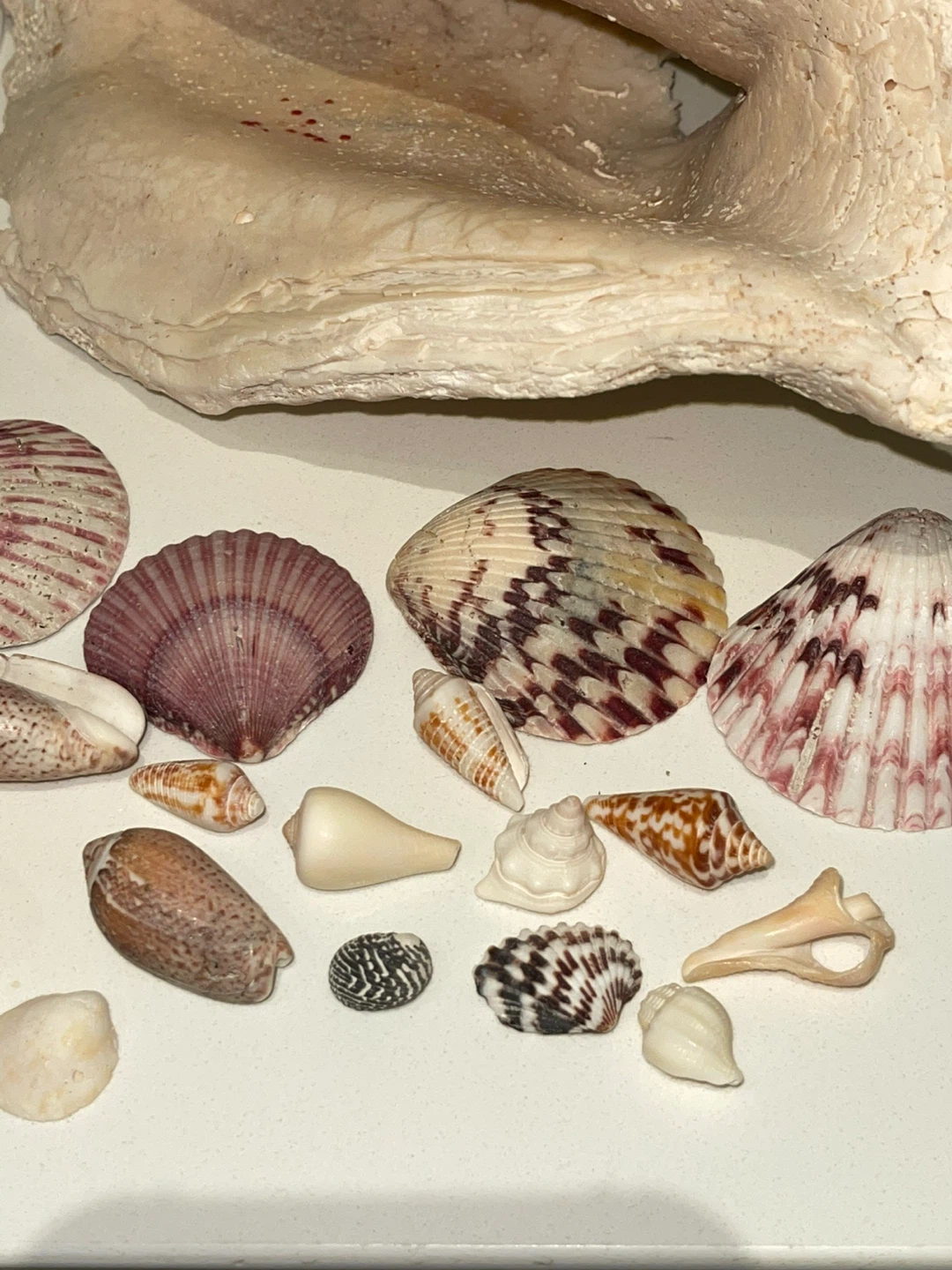 Large collection of assorted seashells and conch shells - photo 2