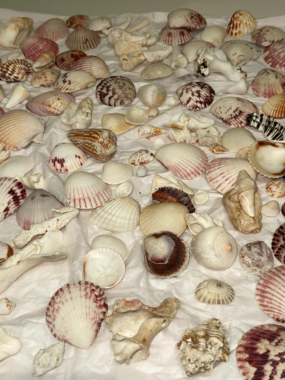 Large collection of assorted seashells and conch shells - photo 3